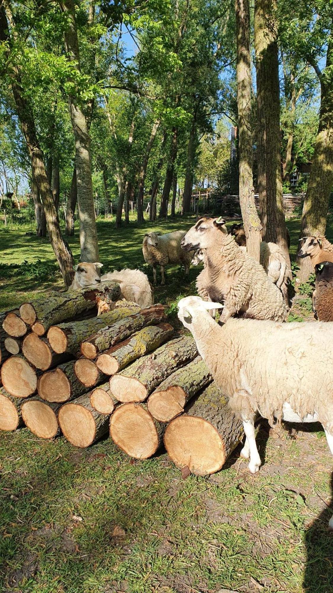 De Zeeuwsche Hoeve Kerkwerve Экстерьер фото