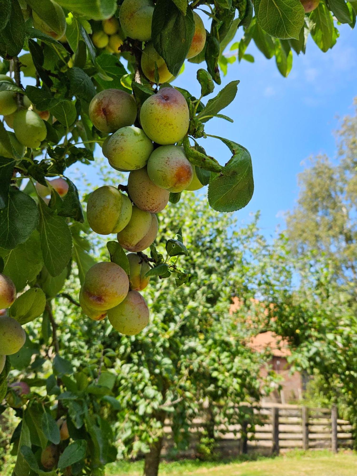 De Zeeuwsche Hoeve Kerkwerve Экстерьер фото